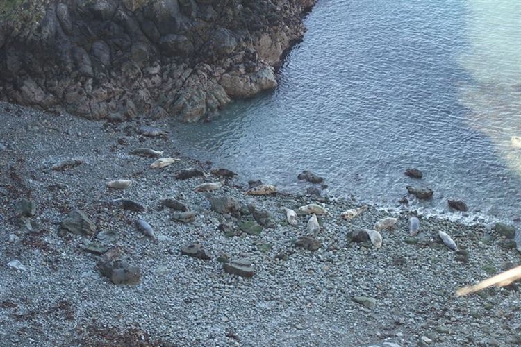 Pembrokeshire Coast Path: Pembrokeshire Coastal Path: Seals and seal pups - © Christopher J. Etchells